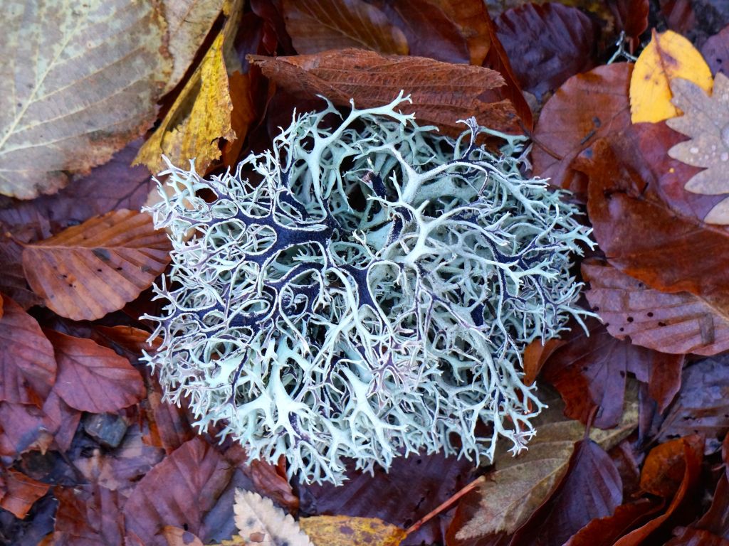 Galicia dende outro punto de vista