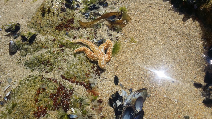 Estrellas de mar que no pierden el norte