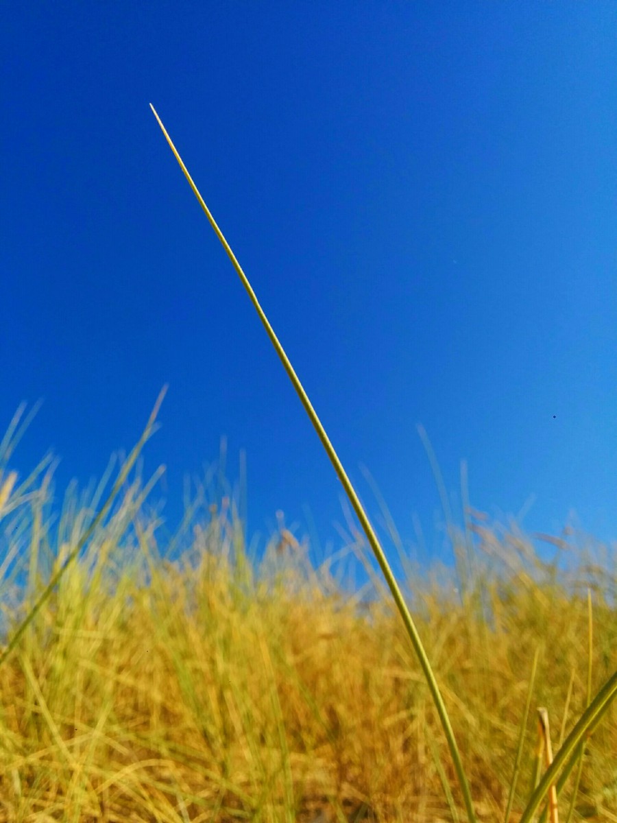 Verano