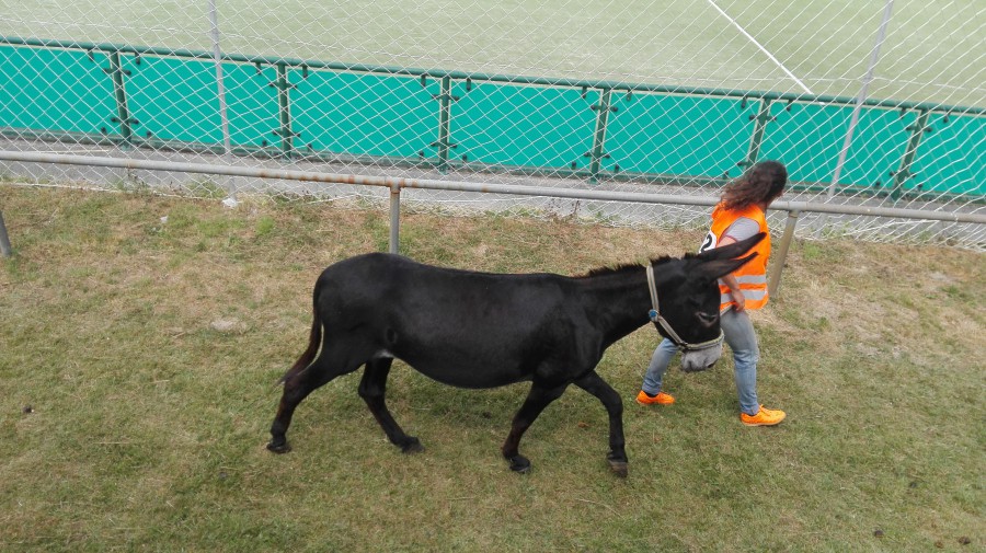 Carreira de burros. 