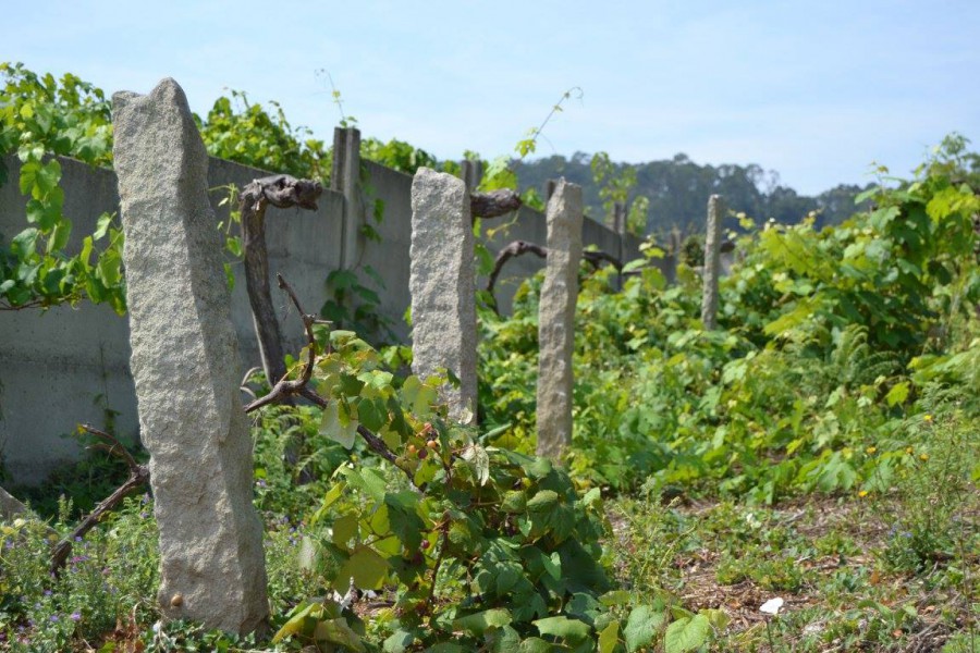 Cuna del Albariño