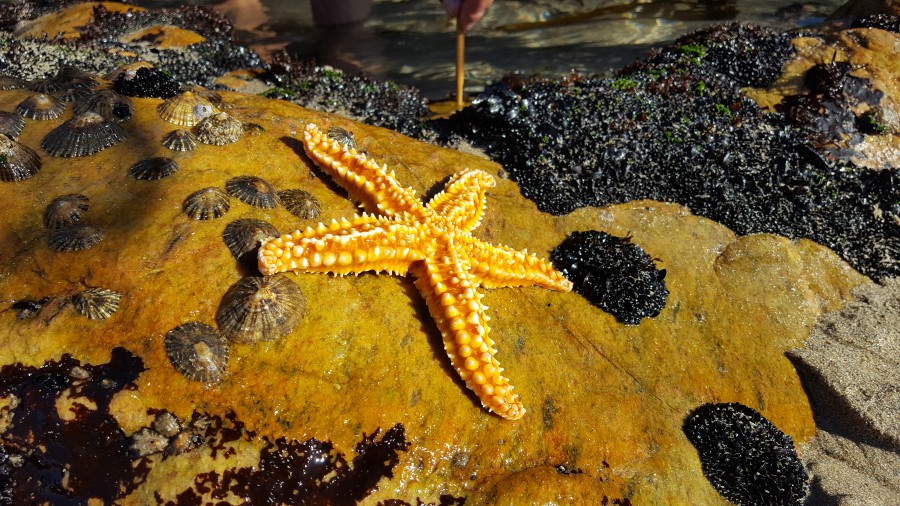 Estrella de mar