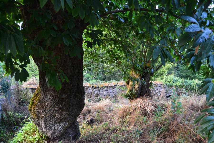 Bosques para soñar