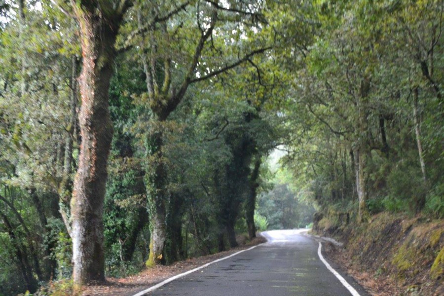 Bosques de Santo Estevo