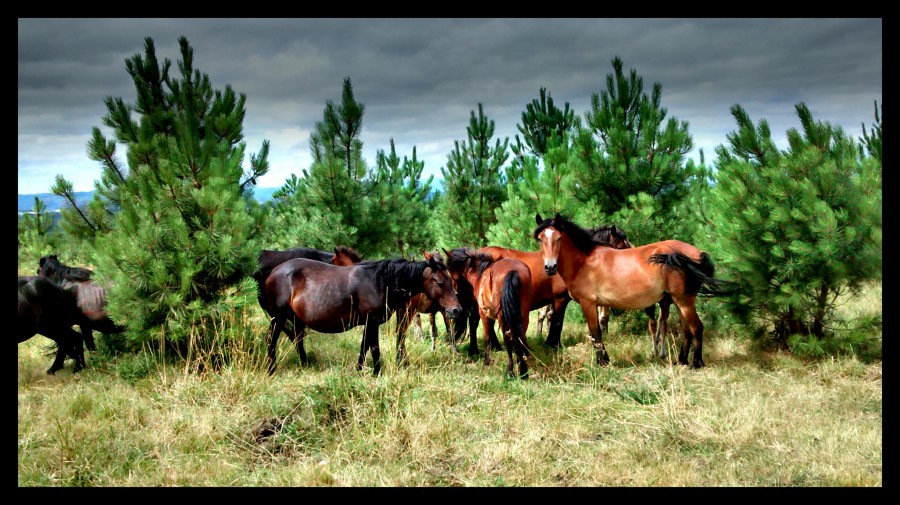 Cabalos