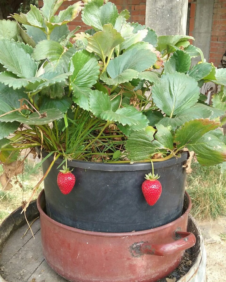 Las tardes valen para todo en el rural