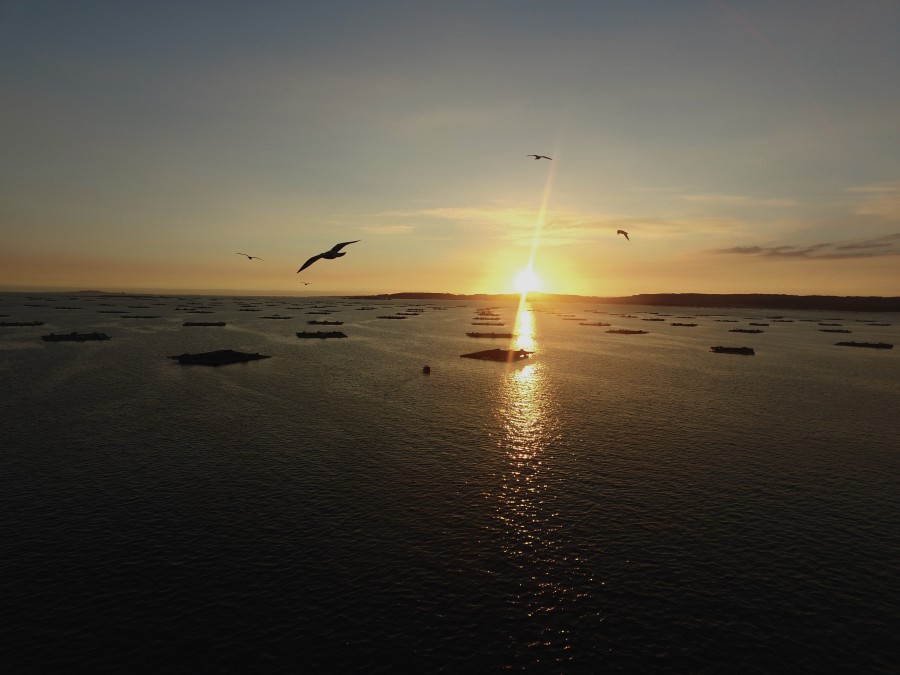 Puesta de Sol y bateas ria de Vigo