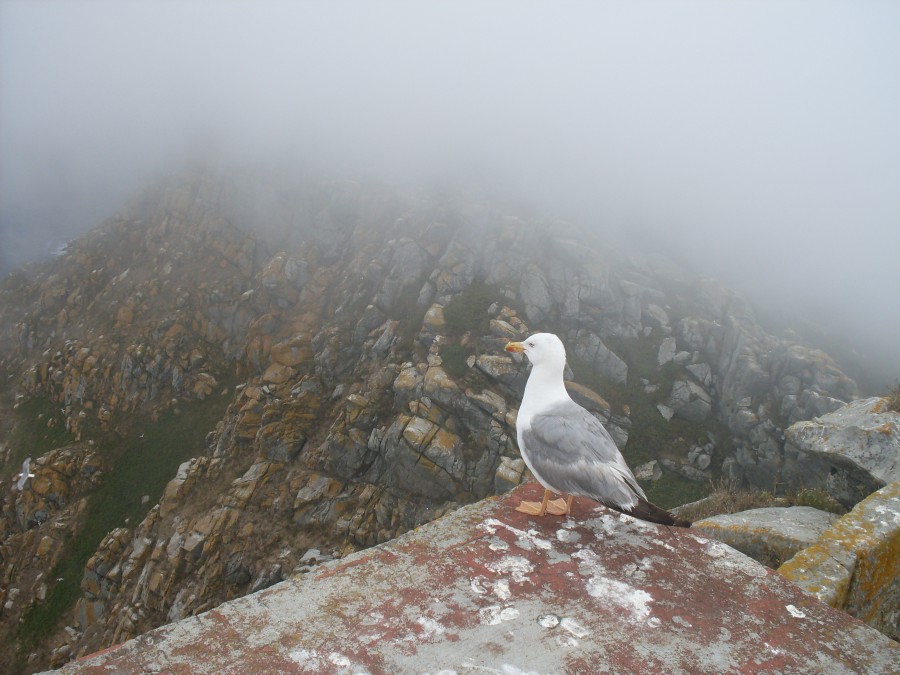 gaviota de cies observando la niebla