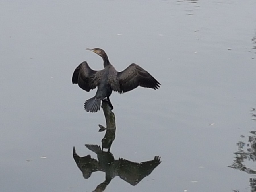 cormoran en el Umia