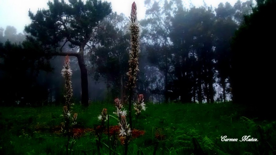 Natureza