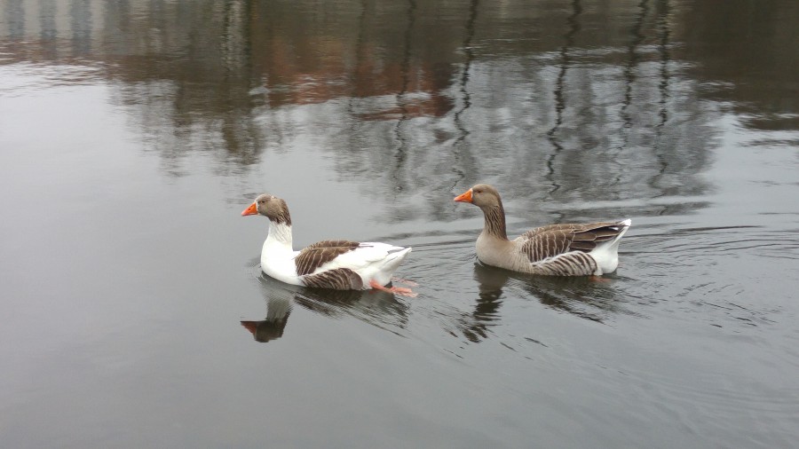 Patos en Lago Pontiñas Lalin