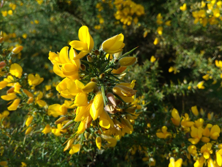 Flor de Toxo