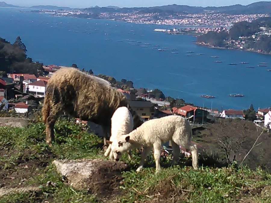 RIA DE VIGO