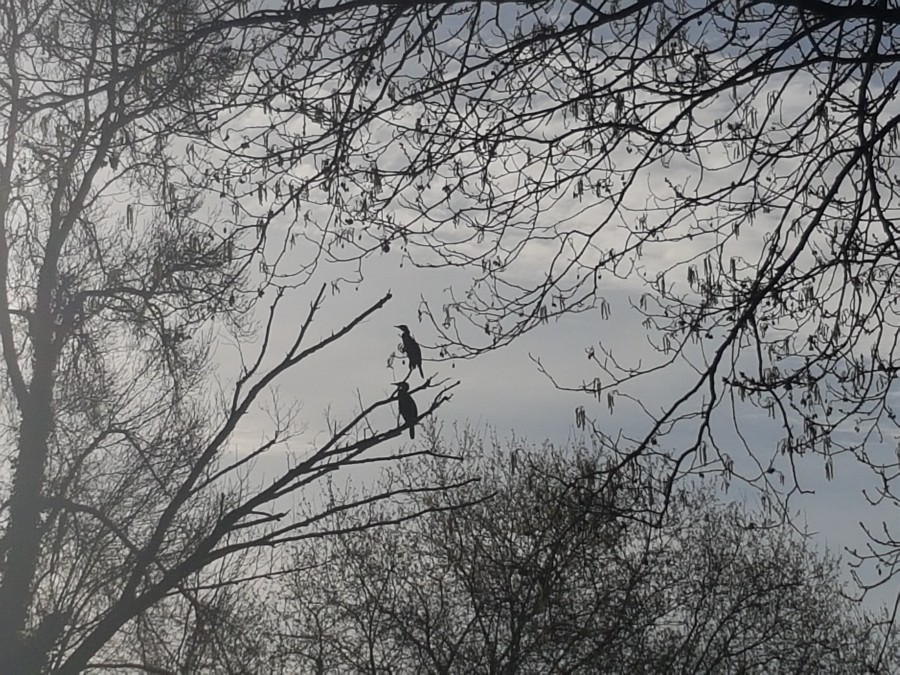cormoranes