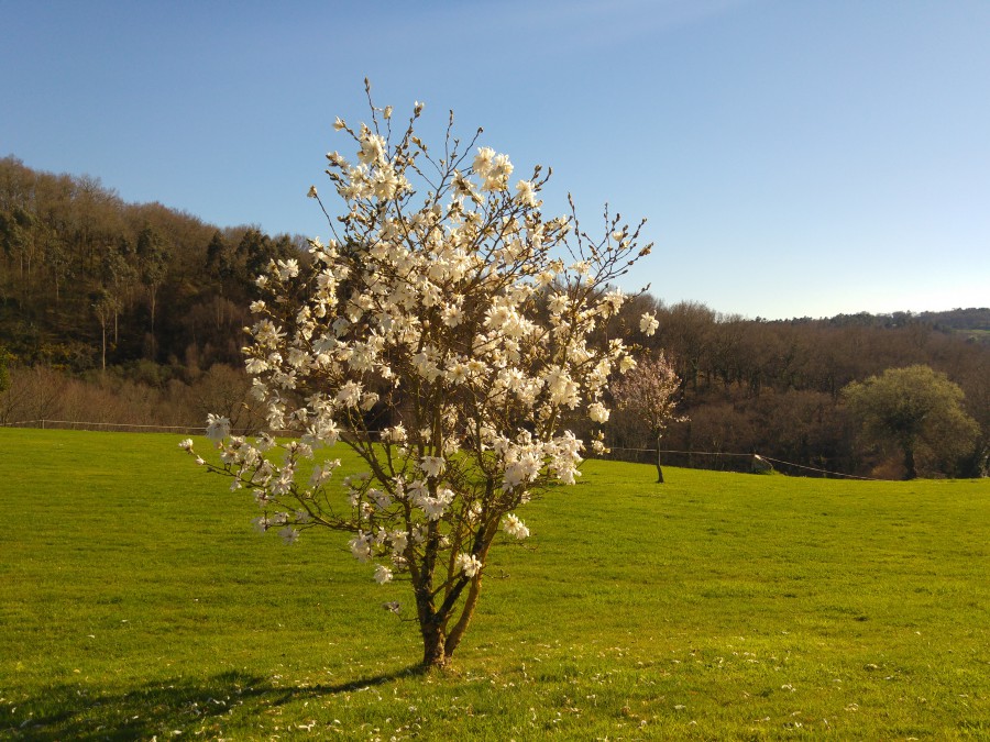 Llego la primavera