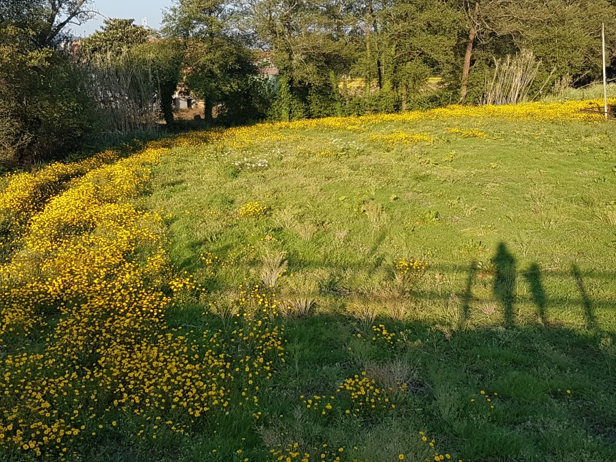 sombras y flores