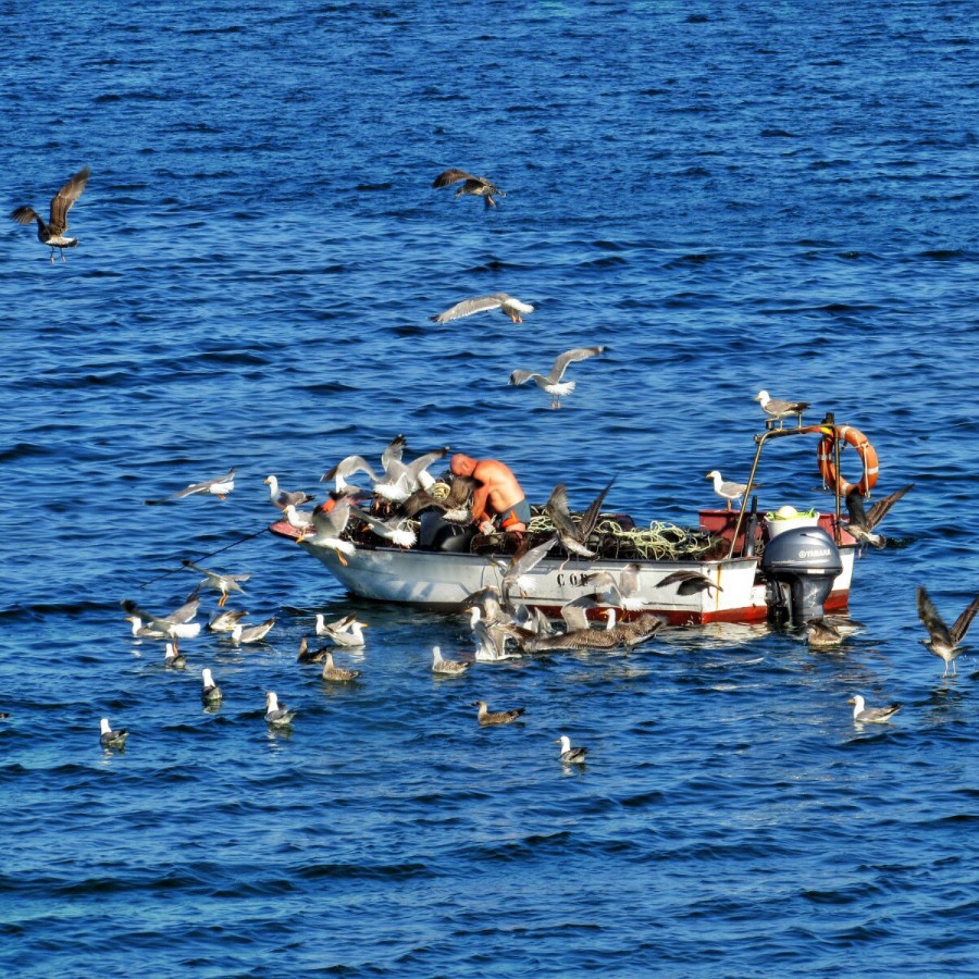 Pesca na ría