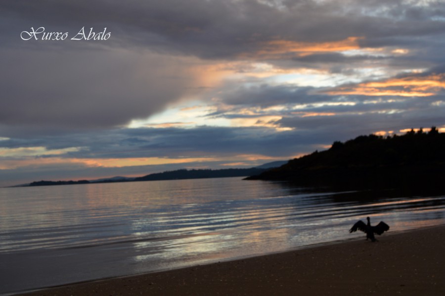 Cormoran na praia das Cunchas