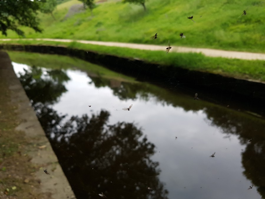 Bichiños sobre o río