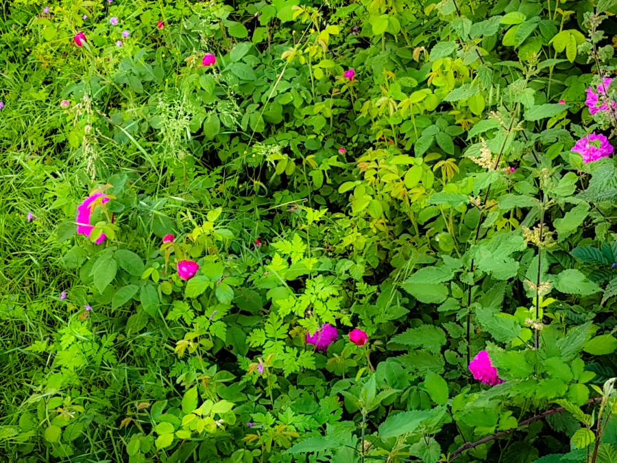 Naturaleza en puro esplendor