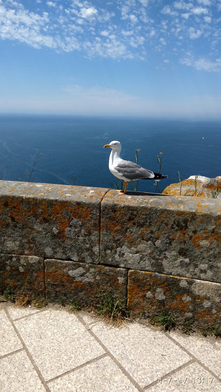 Las gaviotas también presumen de Galicia