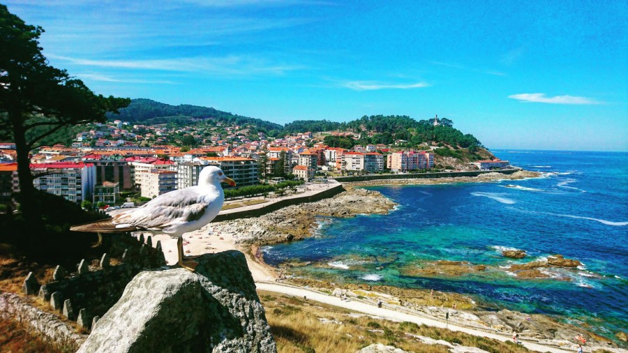 La gaviota de Baiona