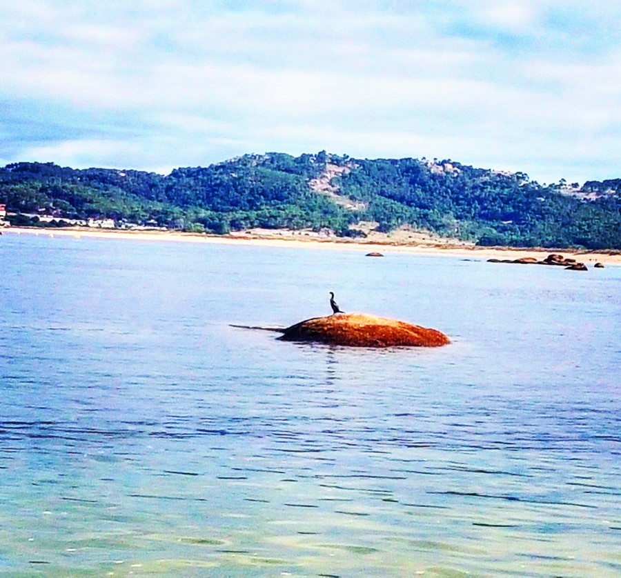 Cormorán moñudo.