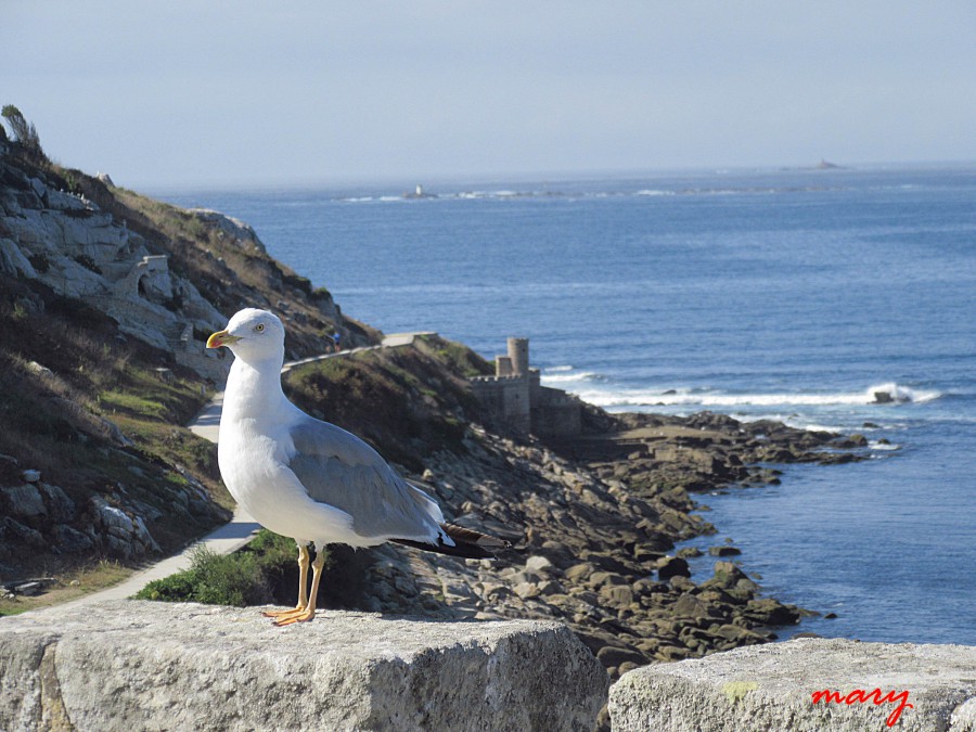 baiona