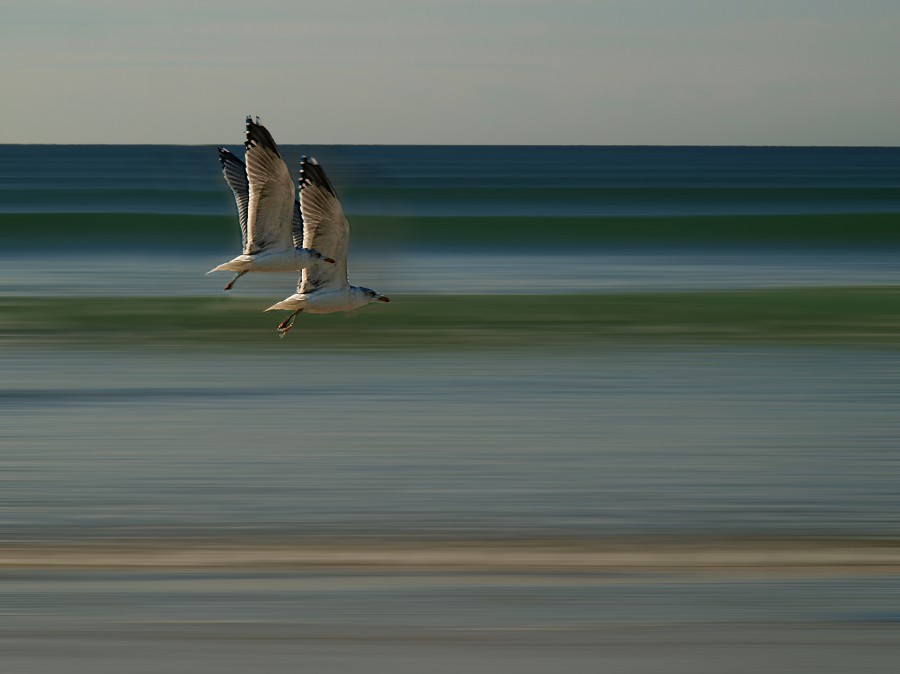 Gaviotas de La Lanzada