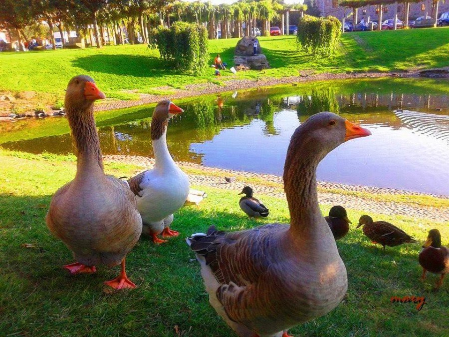 parque de los condes