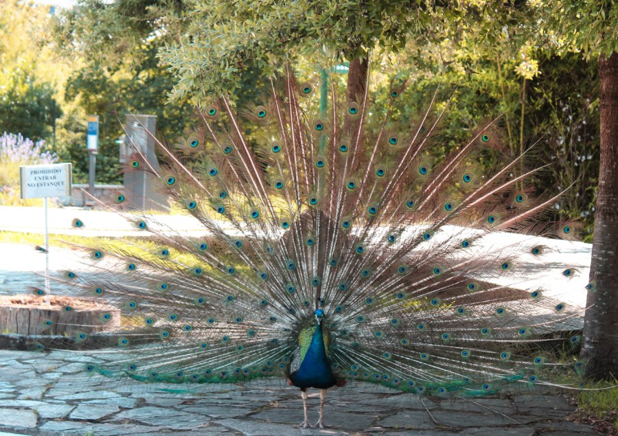 Pavo