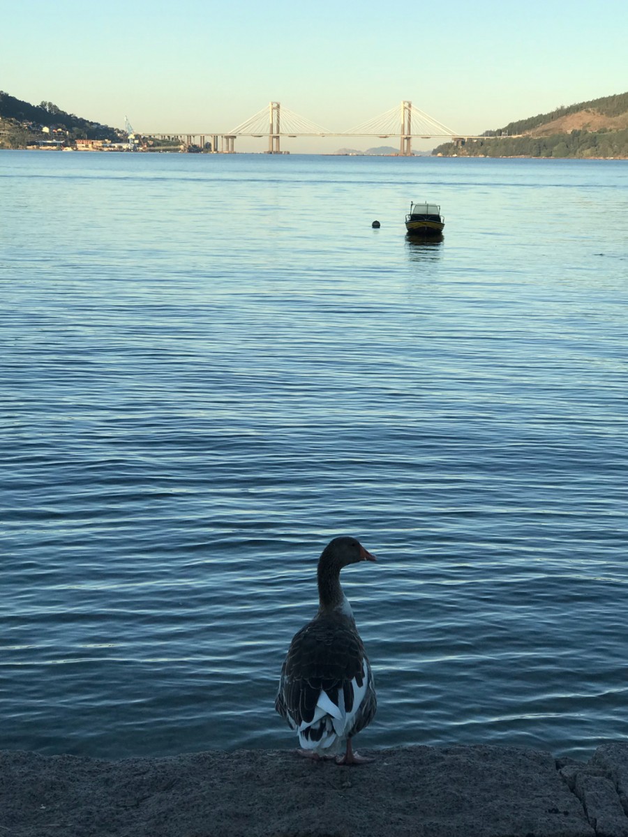 Ponte de Rande (Ria de Vigo)