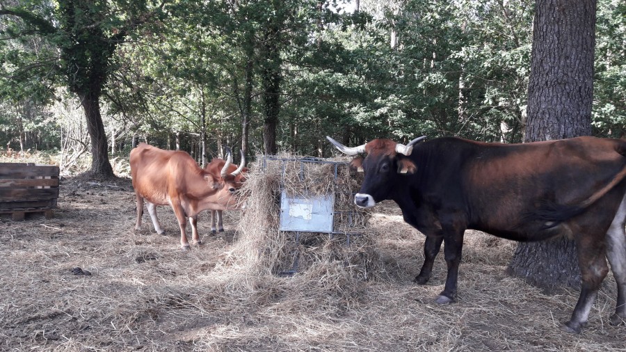 Vacas cachenas 