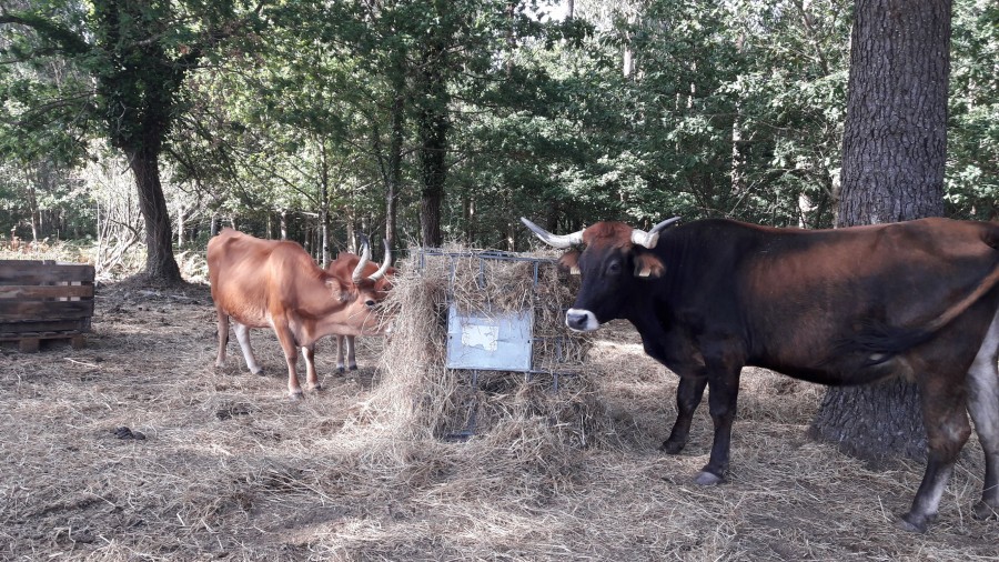 Vacas cachenas 