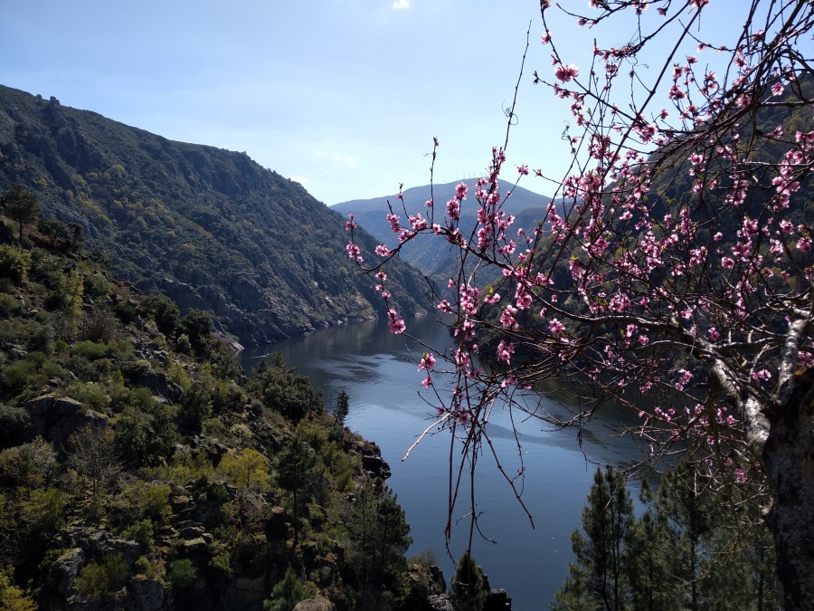 Xa é primavera na Ribeira Sacra