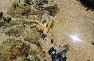 Estrellas de mar que no pierden el norte