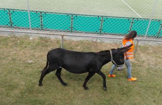 Carreira de burros. 