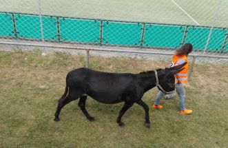 Carreira de burros. 