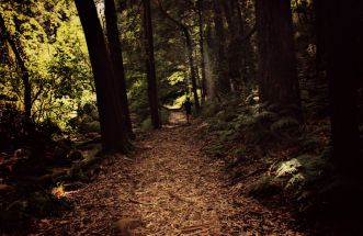 Mientras los bosques respiren