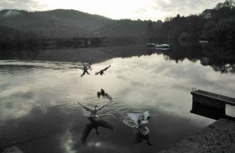 Patos en medio del otoño