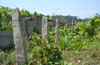 Cuna del Albariño