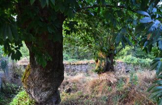 Bosques para soñar