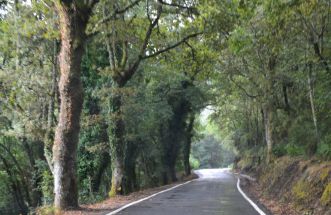 Bosques de Santo Estevo