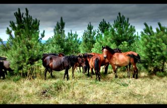 Cabalos