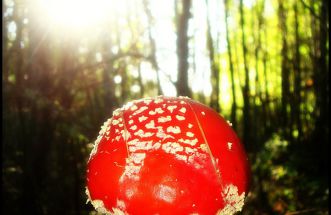 AMANITA MUSCARINA