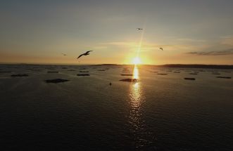 Puesta de Sol y bateas ria de Vigo