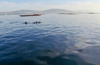 Paseo en Familia Ria de Vigo