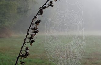 Araña mandala