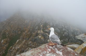 gaviota de cies observando la niebla