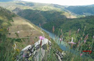 ribeira sacra